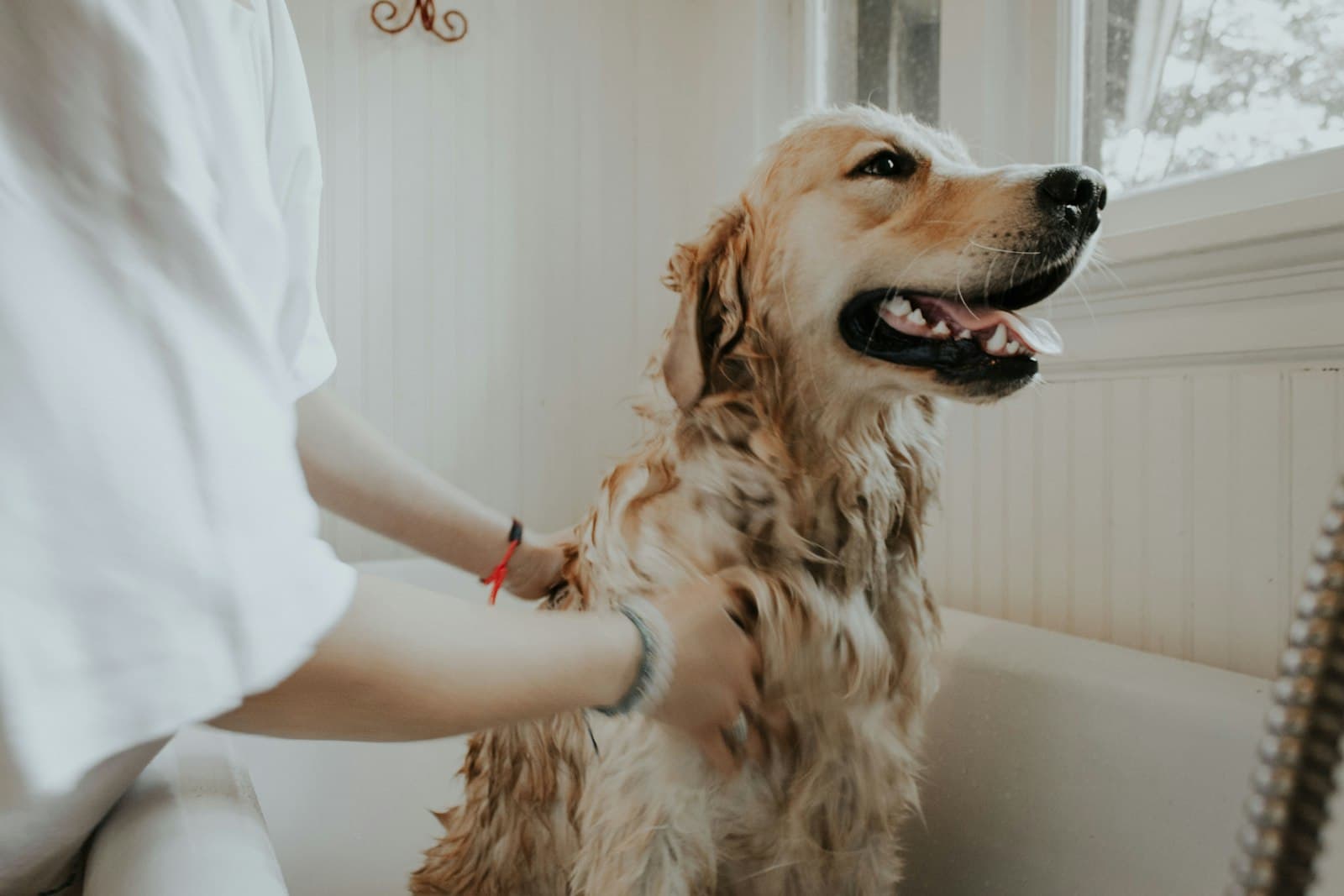 A golden retriever being washed in a bath by a groomer