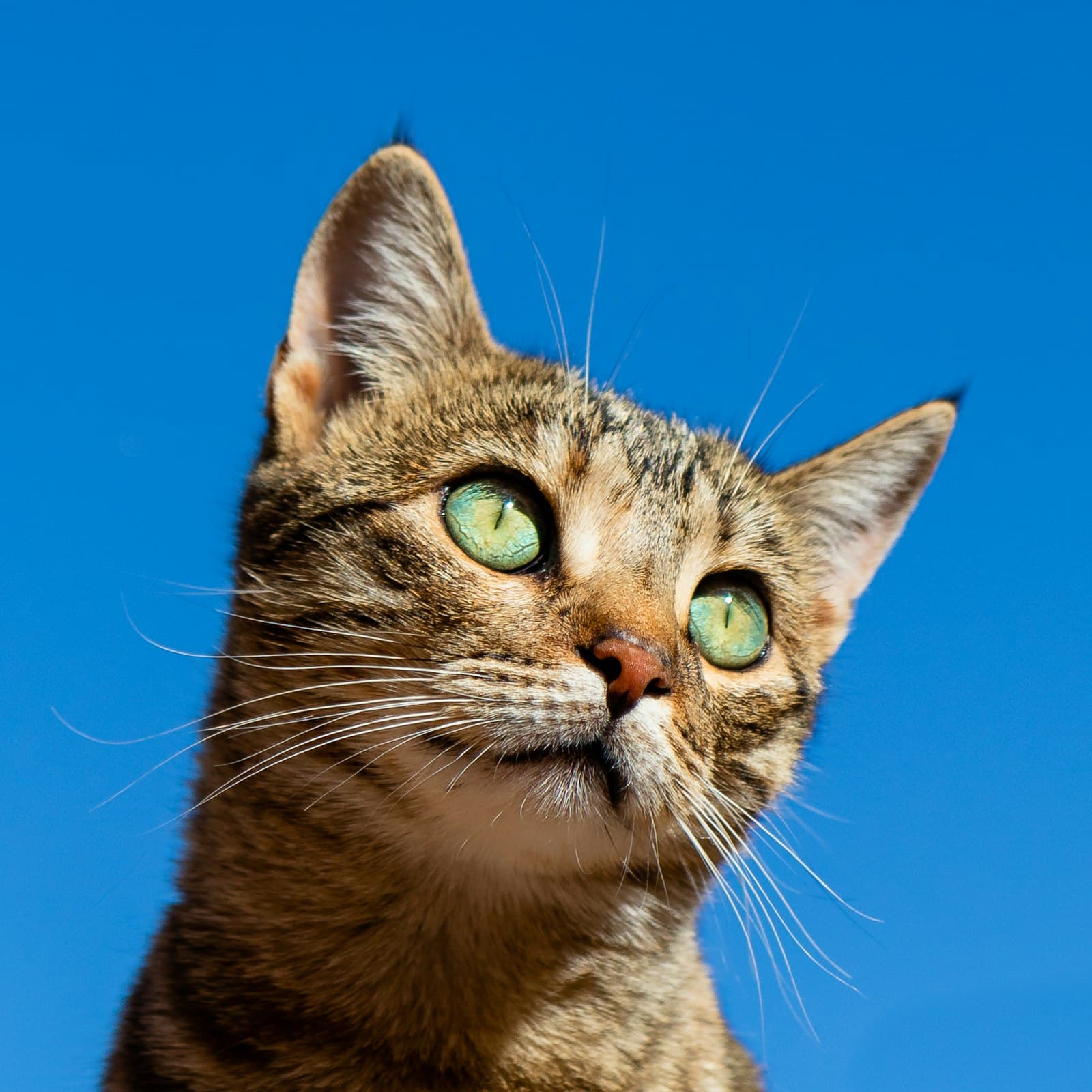 A calico cat lying down